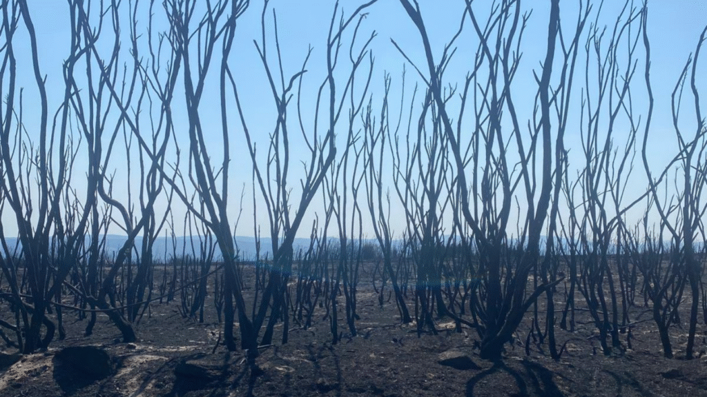 Paisaje quemado en el incendio de A Caridade